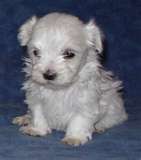 c mon chien